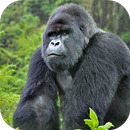 Gorilla Sounds Lite aplikacja