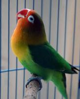 Masteran LoveBird Gacor 2018 plakat