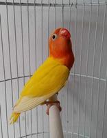 Masteran LoveBird Gacor 2018 اسکرین شاٹ 1