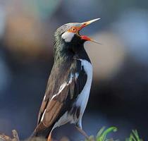 Kicau Tembakan Burung Masteran 포스터