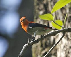 Kicau Tembakan Burung Masteran 스크린샷 1