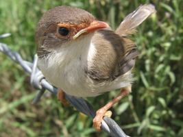 Terapi Burung Masteran Gacor پوسٹر