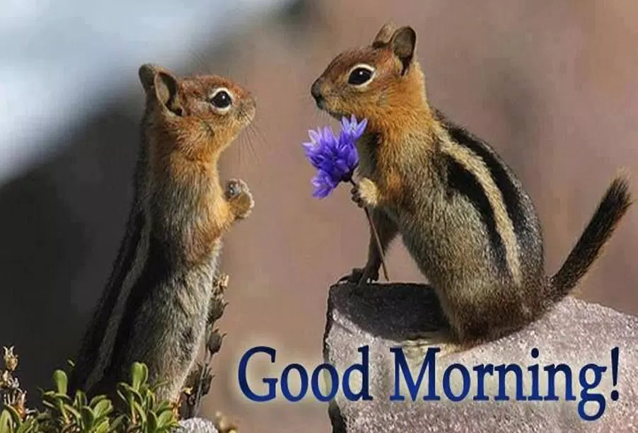 Android İndirme için Animal Good Morning Images APK Android İndirme için Animal Good Morning Images APK
