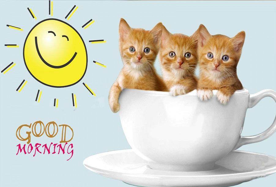 Tải xuống APK Animal Good Morning Images cho Android Tải xuống APK Animal Good Morning Images cho Android