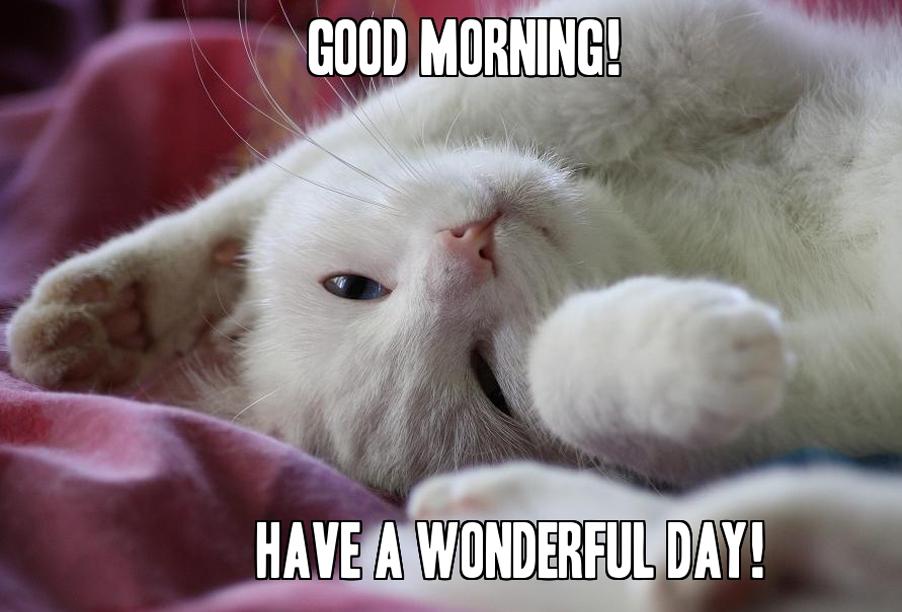 Animal Good Morning Images APK for Android Download Animal Good Morning Images APK for Android Download