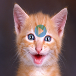 Animals Funny Videos