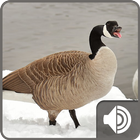 Goose Sounds ไอคอน
