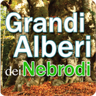 Grandi alberi dei Nebrodi simgesi