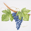 Santa Clara Wineries-APK