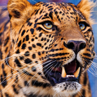 Złoty Leopard Lwp ikona