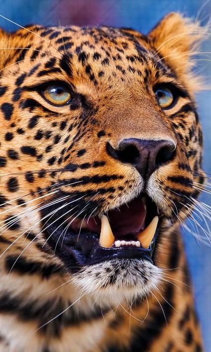 gold leopard wallpaper untuk Android - Muat Turun APK