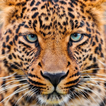 Lwp Vàng Leopard