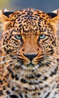 Leopardo De Ouro LWP Cartaz