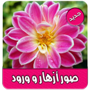 صور وخلفيات ورد رائعة بدون نت APK