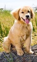 golden retriever wallpapers โปสเตอร์