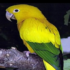 Golden Conure Parrot Sound : Golden Parakeet Sound ikona