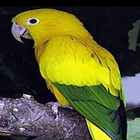 ikon Golden Conure Parrot Sound : Golden Parakeet Sound