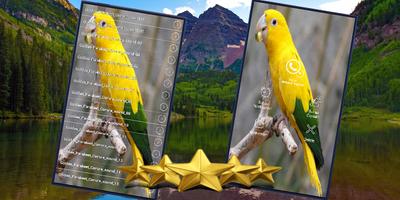 Poster Golden Conure Parrot Sound : Golden Parakeet Sound