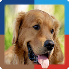 Golden Retriever Wallpaper أيقونة