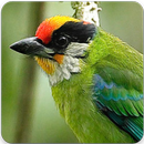 Golden Throated Barbet Call : Asian Barbet Sound APK