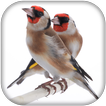 Goldfinch Master Mp3