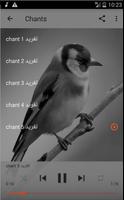 chardonneret chant gratuit plakat