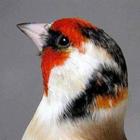 Goldfinch Fans icon