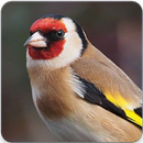 Goldfinch Song : Goldfinch Sounds & Goldfinch Call-APK