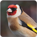 Goldfinch Song : Goldfinch Sounds & Goldfinch Call APK