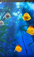 Gold Fish Cute Aquarium hd LWP Affiche