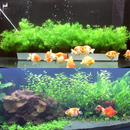 Goldfish Aquarium Plants Ideas APK