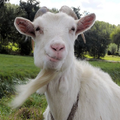 Funny Goat