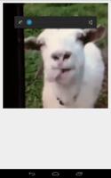 Funny Goat screenshot 1