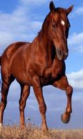 Horses Jigsaw Puzzle Game اسکرین شاٹ 1