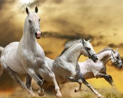 Horses Jigsaw Puzzle Game captura de pantalla 3