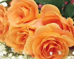 Roses Jigsaw Puzzles captura de pantalla 3