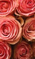 Roses Jigsaw Puzzles screenshot 1