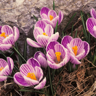 Spring Puzzle Jigsaw Game ícone