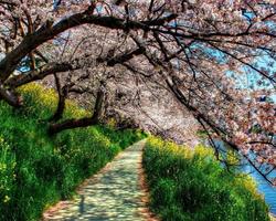 Spring Puzzle Jigsaw Game скриншот 3