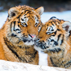 Tigers Jigsaw Puzzle آئیکن