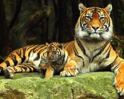 برنامه‌نما Tigers Jigsaw Puzzle عکس از صفحه