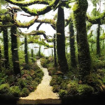 1000+ aquascape design ideas apk download - free video players 1000+ aquascape design ideas apk download - free video players