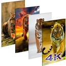 APK Wallpaper Tiger New 4K Background | HD Image