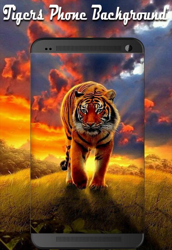 Unduh 7700 Koleksi Background Hd Tiger HD Terbaru