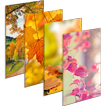 Autumn New Wallpaper|Beautiful 4K Background