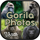 Gorilla New Photo Collection icône