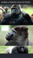 Gorilla New Photo Collection Affiche