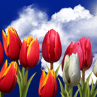 Flowers HD Free Live Wallpaper icono