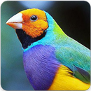 Gouldian Finch Singing : Gouldian Finch Song APK