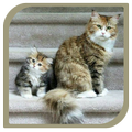 Cute Cat